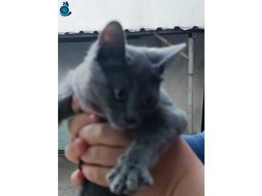 4.5 aylik et ciger yaş mama kuru mama ne versen yiyor gri