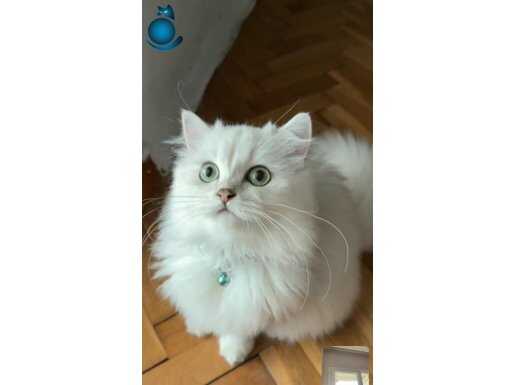 Efsane güzellikte longhair anne ve yavrusu 