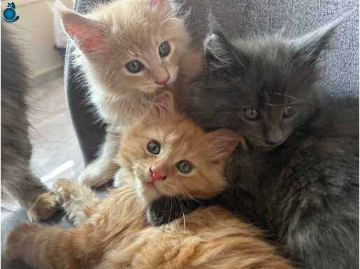 2 Aylık Orjinal maine coon bebekler