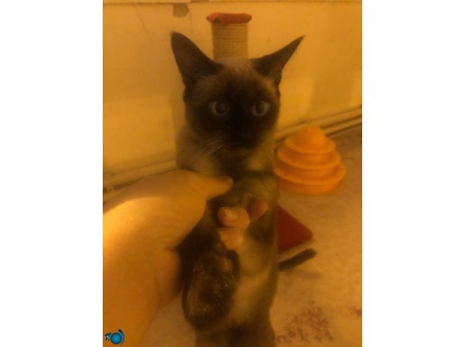 Nazar boncuk gözleri