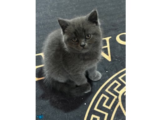 80 Günlük Yavrular