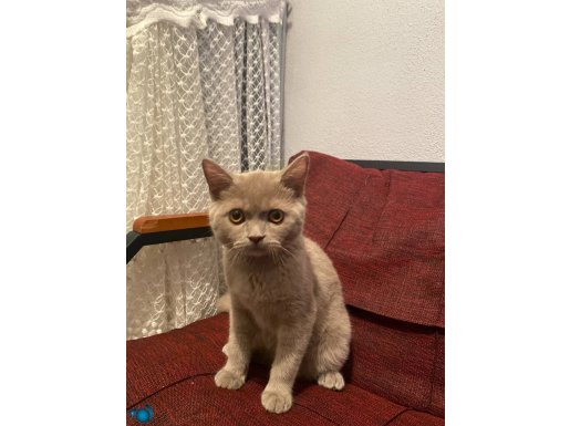 British kedi 3 4 aylık 