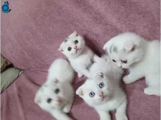 Beyaz sevimli melekler yeni yuvalarına hazır. 