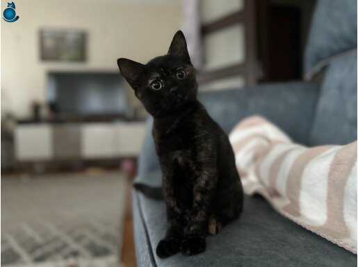 British Kırması 2 Yavruma Ömürlük Yuva Arıyorum