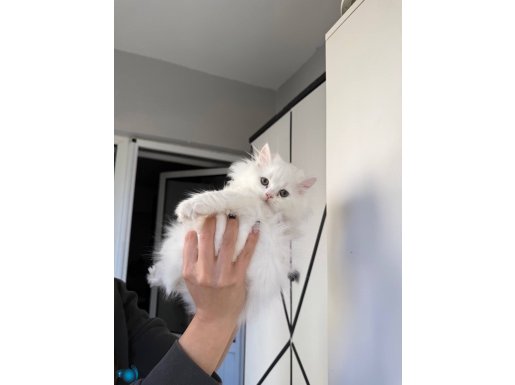 British Long Hair Dişi