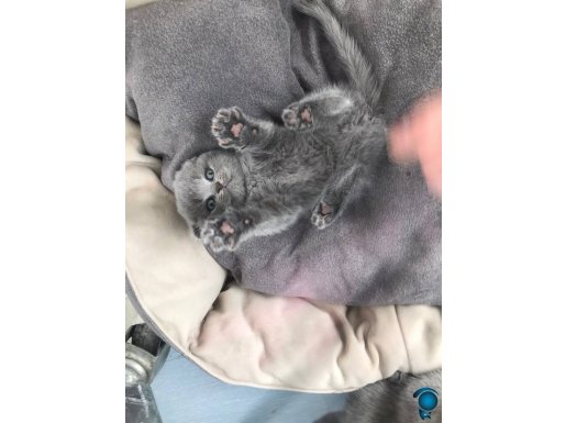 Minik Scottish folt yavrum yeni yuvasını arıyor