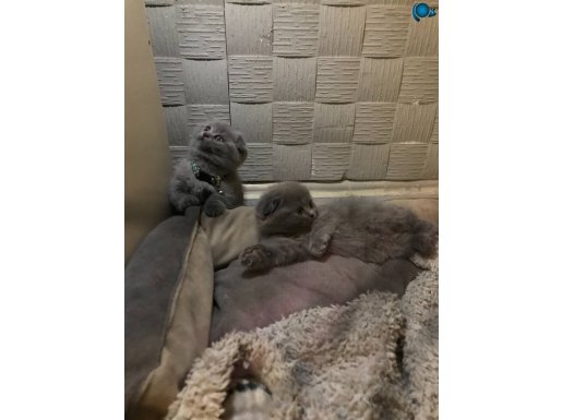 Minik scottish folt yavrum yeni yuvanı arıyor 