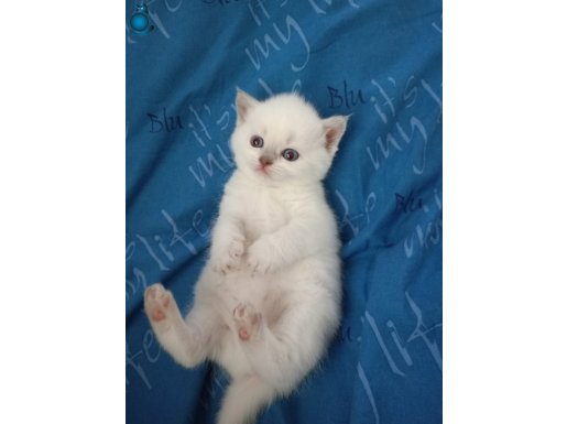 SAF KAN BRİTİSH BLUE POİNT