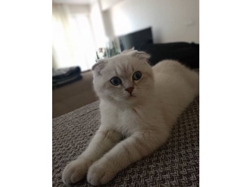 SEVİMLİ OYUNCU BRİTİSH SHORTHAİR