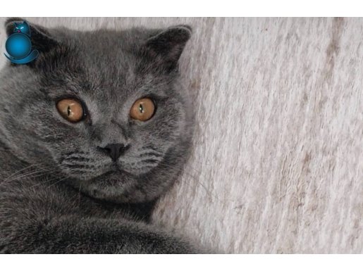 9 aylık erkek uysal bir çocuk 