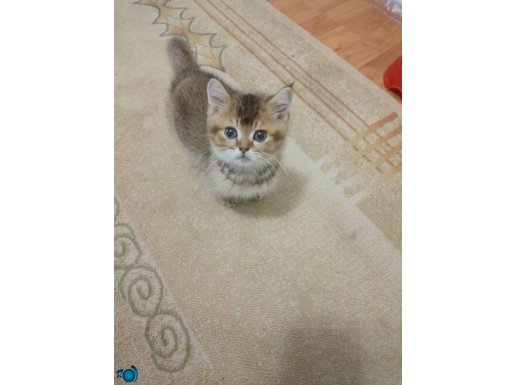 minik yavrumuza sıcak yuva arıyoruz 2 buçuk aylık sevecen 