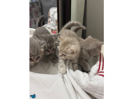 MAVİ GÖZLÜ SEVİMLİ YAVRULARIMIZ