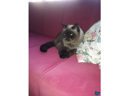 Sevimli oğluma yuva arıyorum