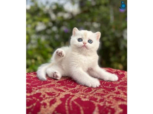 Show Kalite Şecereli Saf Irk Silver Yavrular