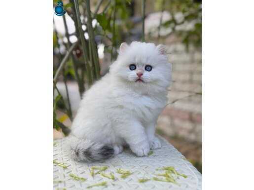 Pofuduk Ayıcık Golden point yavru