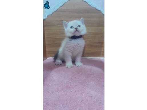 Mavi gözlü british kardeşler