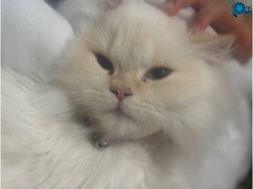 Çok uysal ev dostu muhteşem british longhair