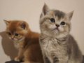 BRİTİSH SHORTHAİR SAFKAN GOLDEN BLUE YAVRULAR