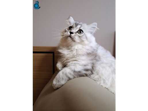 3 Aylık Erkek Yavru Scottish Straight