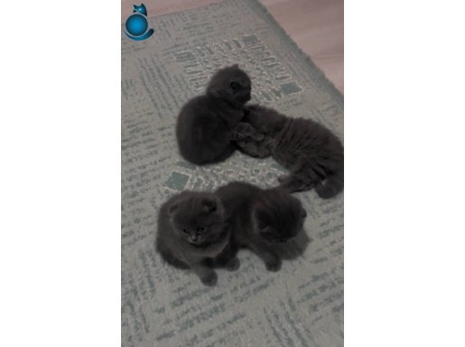 Sahiplerine hayırlı olsun şimdiden