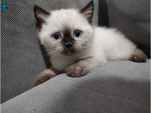 Nadir desen siyah burunlu british maviş bebekler