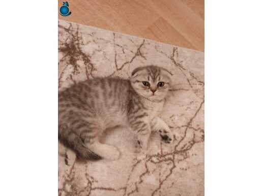 Scotish tabby yavrular
