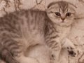 Scotish  tabby yavrular