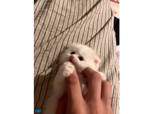 2 aylık olmasına 5 gün kaldı mükemmel bir scottif fold lh