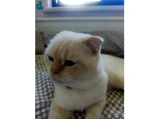 Kısırlaştırılmış Tüm Aşıları Tam