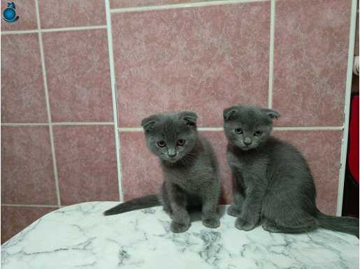 2 aylık tuvalet eğitimli