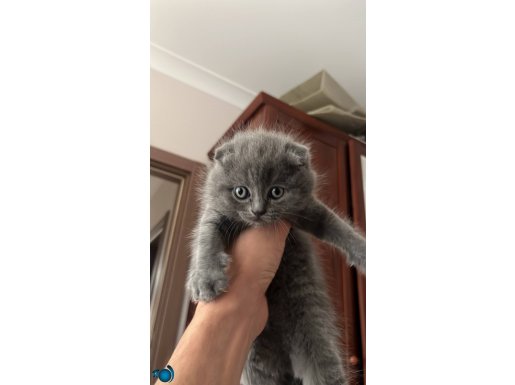 Gönül rahatlığıyla alabilirsiniz 