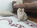 Sevimli aslan ????