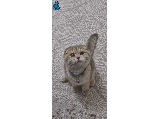 Sevimli yavru oyuncu ve akılı