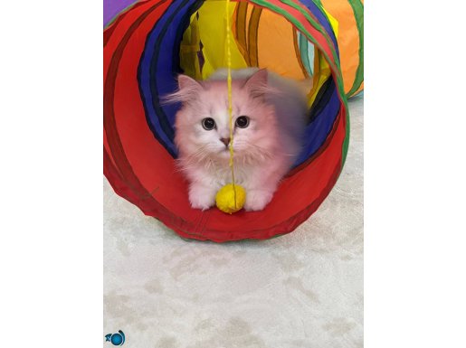 Pit tasması kuduz aşışı diğer iç dış hepsi yapıldı 