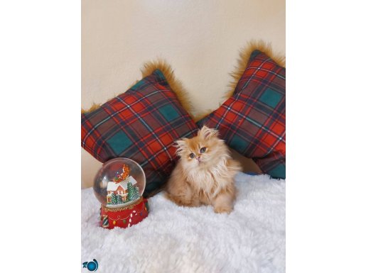 BY12 british Longhair erkek 