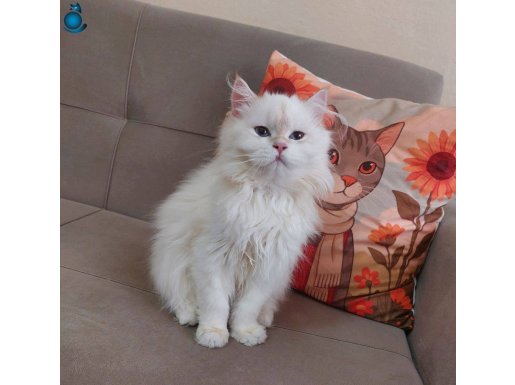 British Longhair erkek 