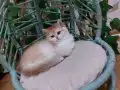 British shorthair safkan golden dişi 