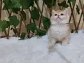 British shorthair safkan golden dişi 