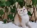 British shorthair safkan golden dişi 