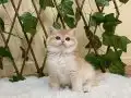 British shorthair safkan golden dişi 