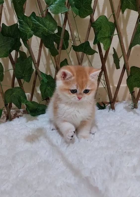 British shorthair safkan golden dişi 
