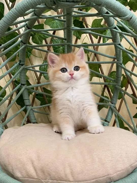 British shorthair safkan golden dişi 