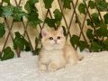 British shorthair safkan golden dişi 