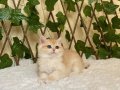 British shorthair safkan golden dişi 