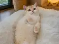 Sürmeli gözlü kızım