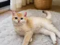 Sürmeli gözlü kızım