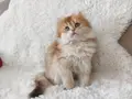 Cimcime