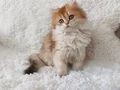 Cimcime