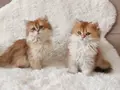 Cimcime
