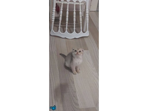 ISPARTADAN TOPKAFA GOLDEN VE POİNT BEBEKLER YUVA ARIYORUZ 